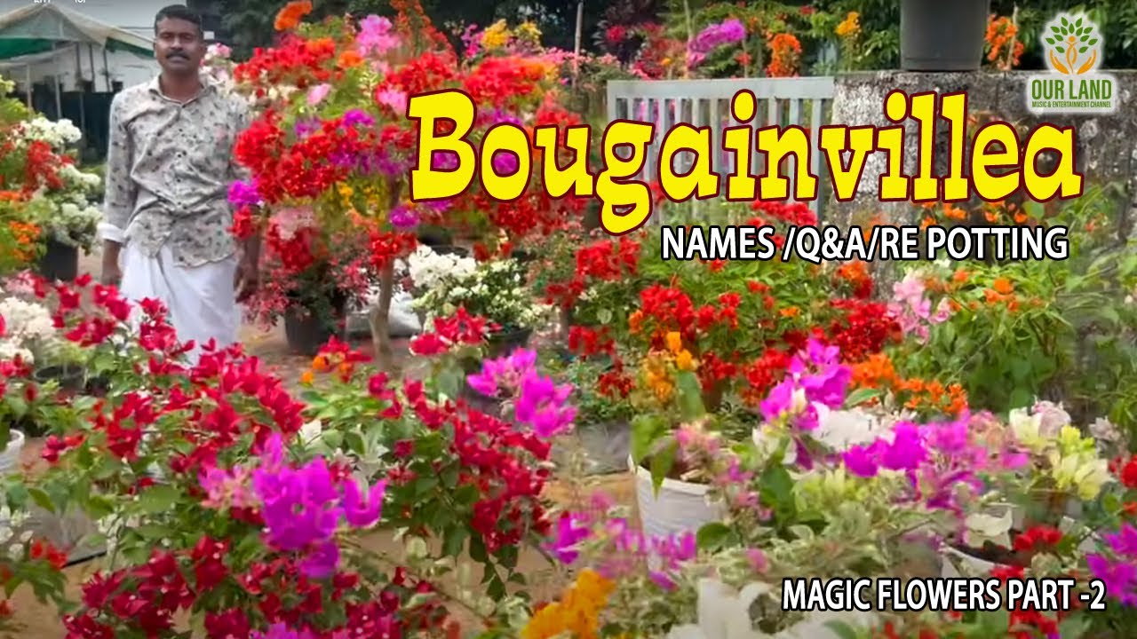 വര്‍ണ്ണ പൂക്കള്‍/ALL ABOUT BOUGAINVILLEA/NAMES /Q&A/RE POTTING/MF  PART -2/GRAFTING/ BENNY/MANEESH