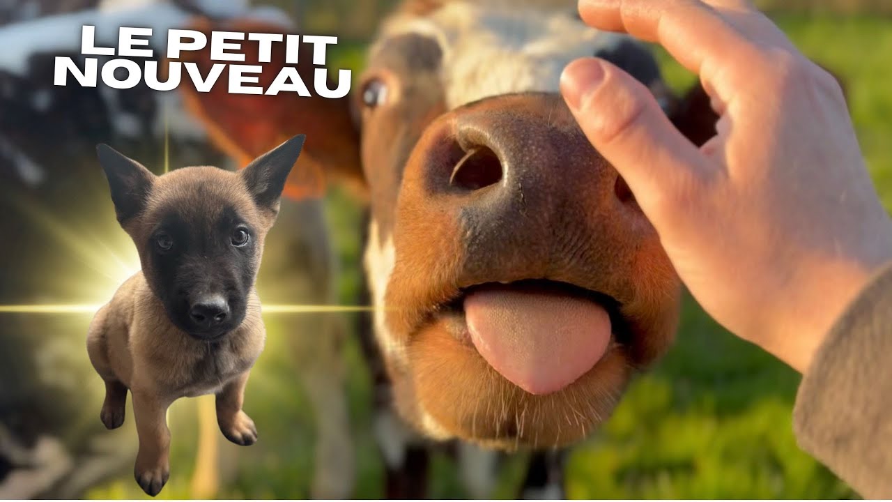 J'ADOPTE UN MALINOIS ! Episode 2