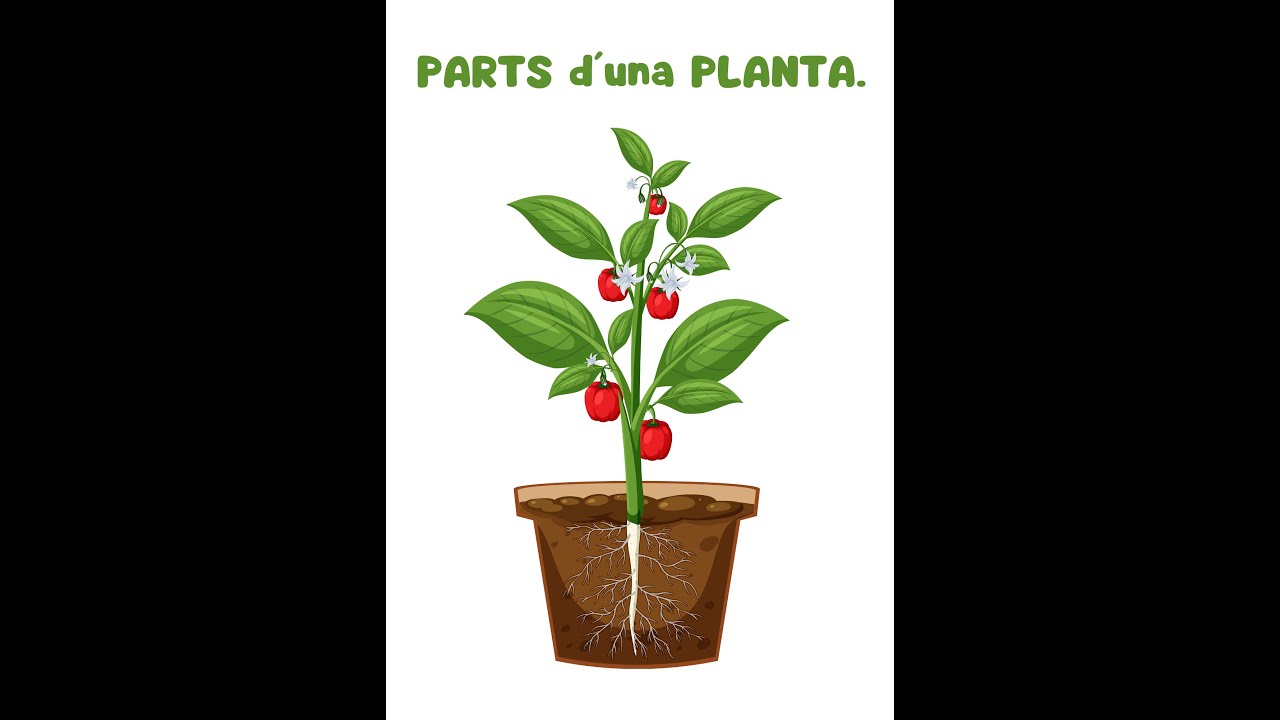 PLANTES: Parts d´una planta.