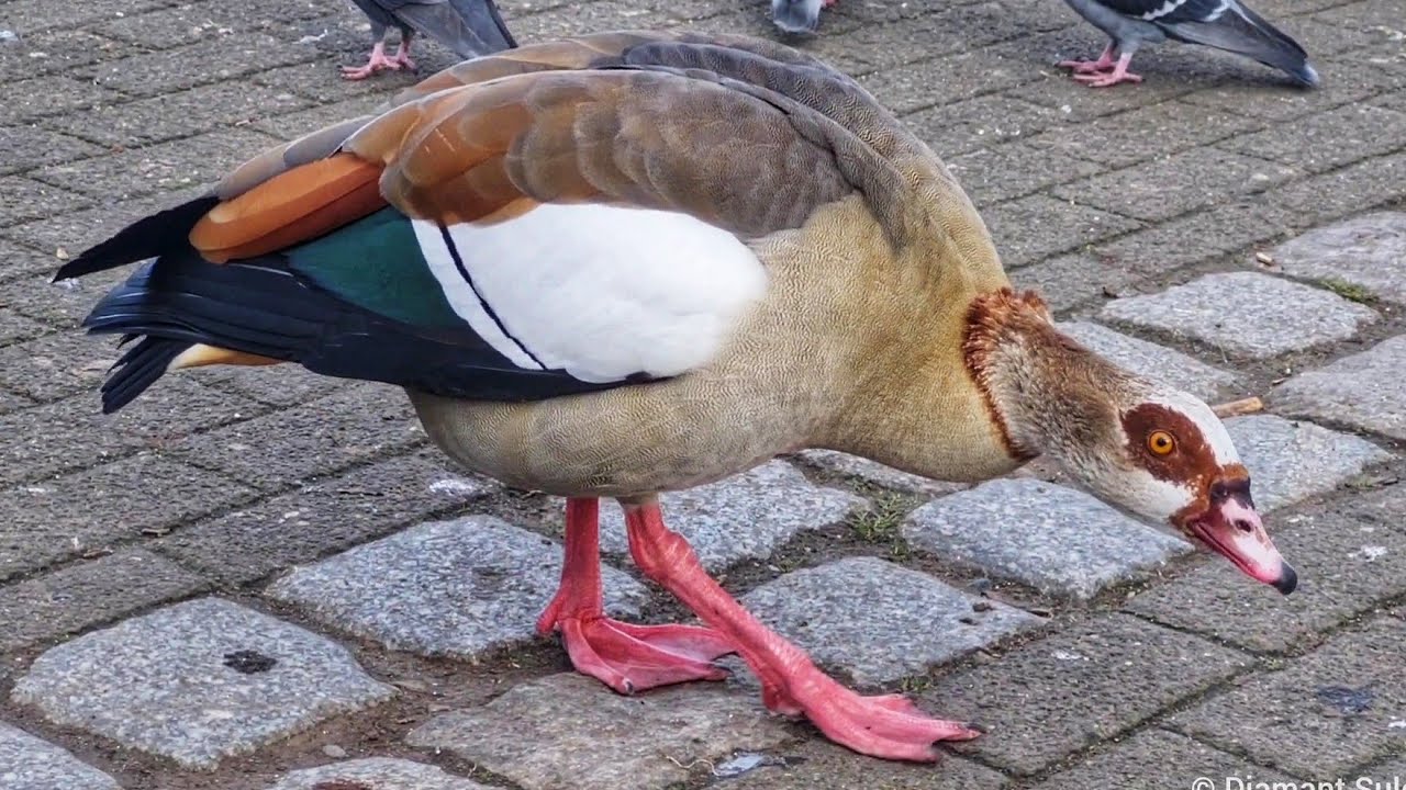 Egyptian goose male calling and Pigeons / Nilgans M&auml;nnchen ruf und Stadttauben in Mannheim
