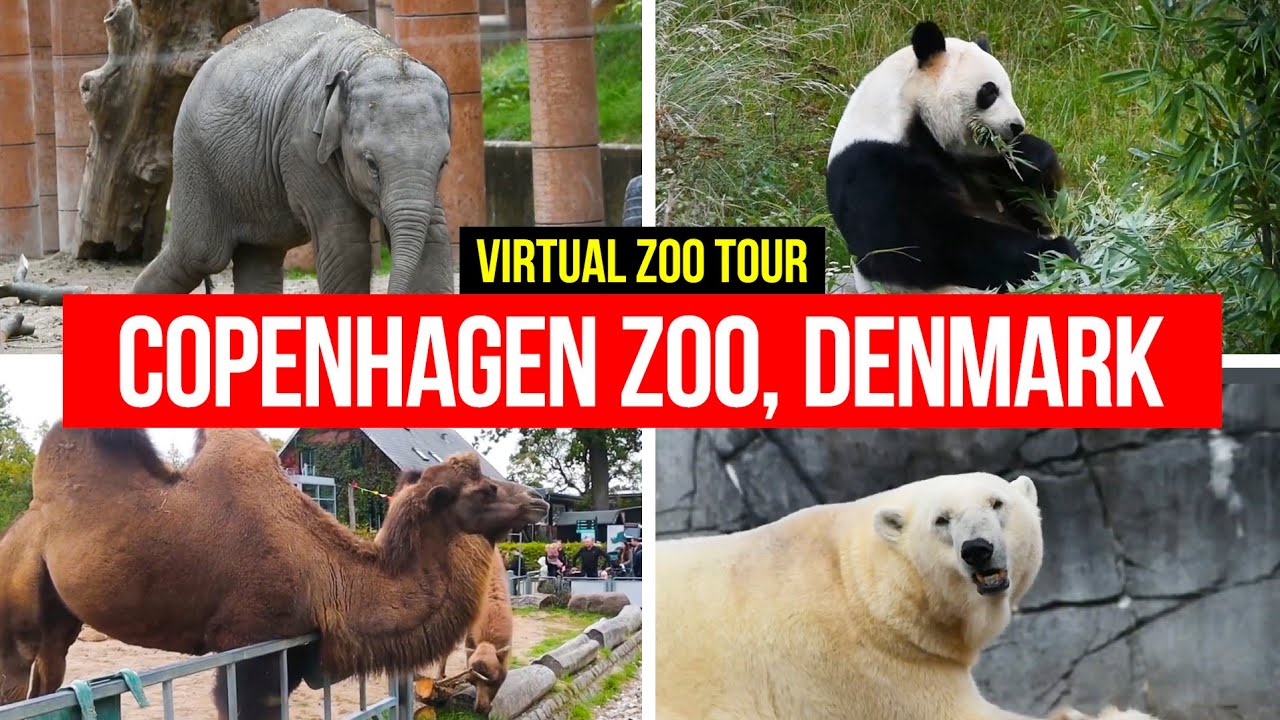 Copenhagen Zoo, Denmark | Virtual Zoo Tour