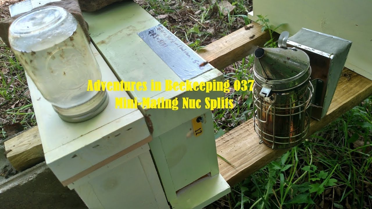 Adventures in Beekeeping 037: Mini Mating Nuc Splits