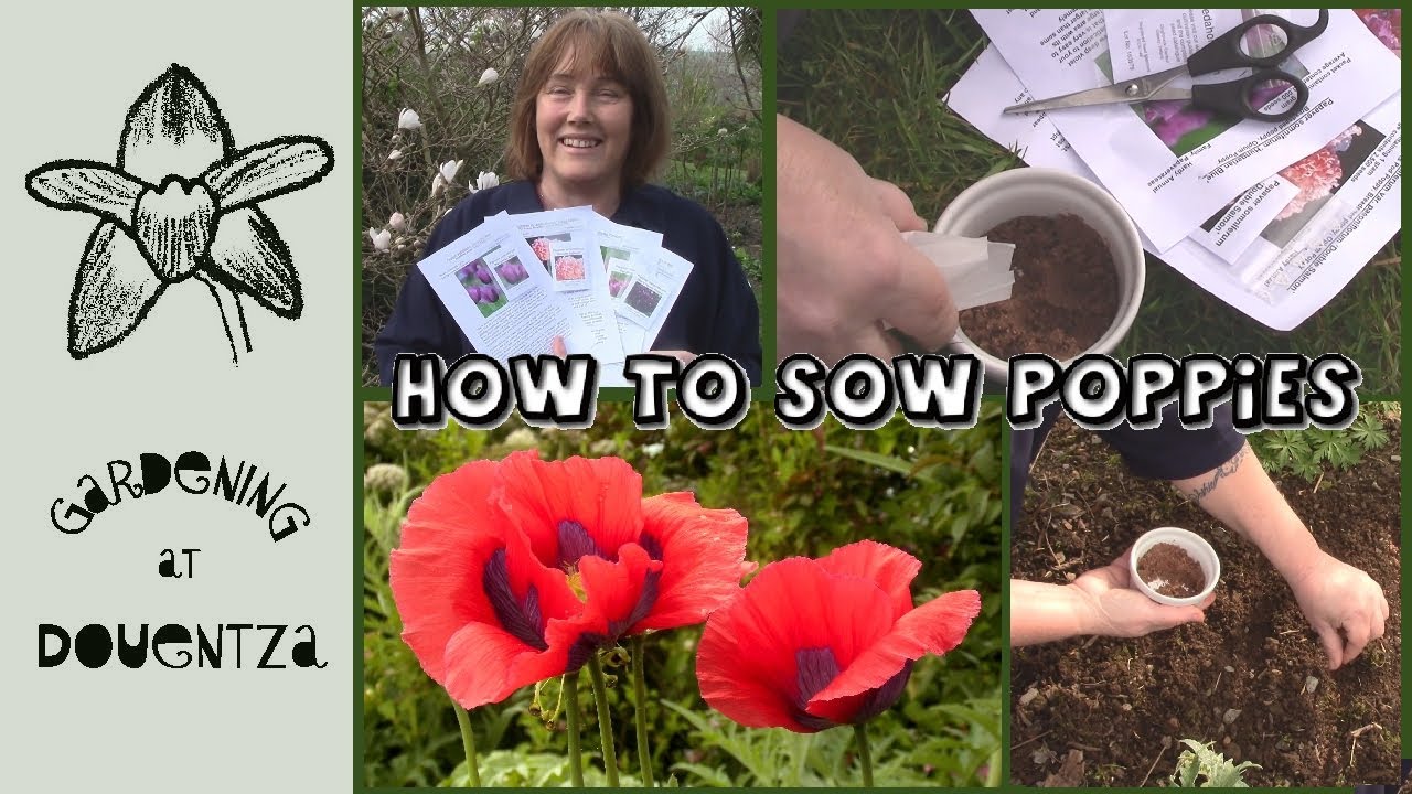 How to Sow Poppies || Quick & Easy Guide