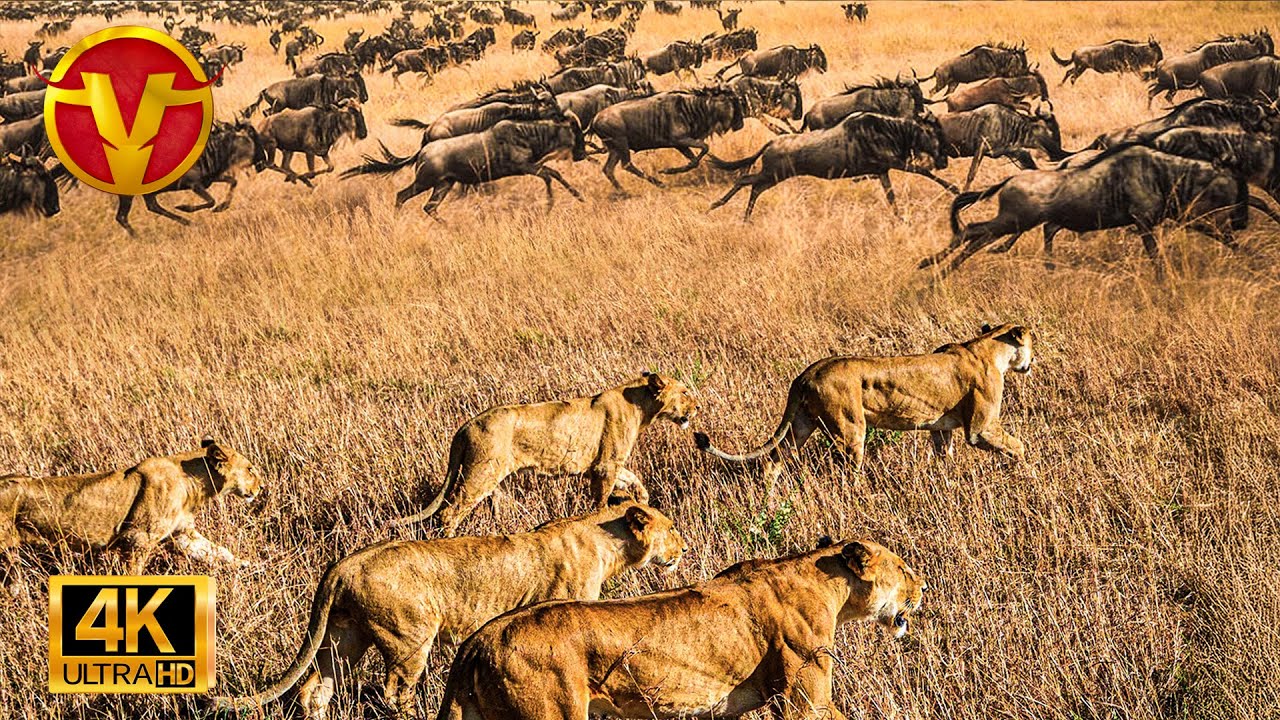 Sabana Salvaje - El Desafío de Supervivencia de las Especies Migratorias I animal planet en español