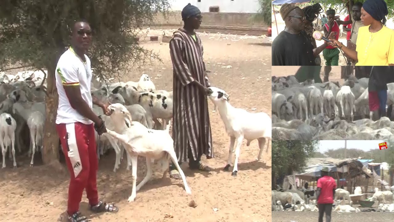 SITUATION DES MOUTONS A NGOUDIANE PREPARATION TABASKI 2022