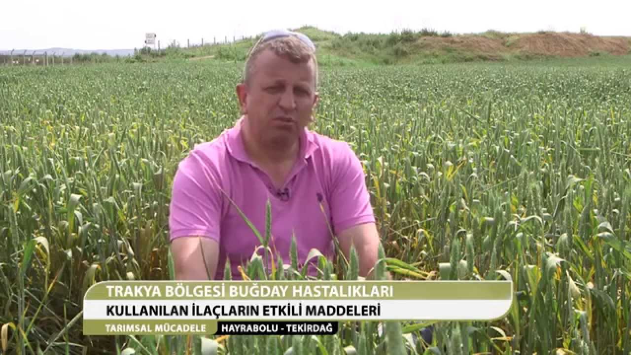 TARIMSAL MÜCADELE - TRAKYA BÖLGESİ BUĞDAY HASTALIKLARI