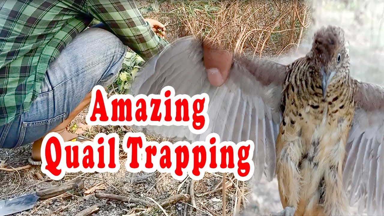 Amazing quail trapping in the forest, bird trap in the field, quail trap in the farmland, Esp #02