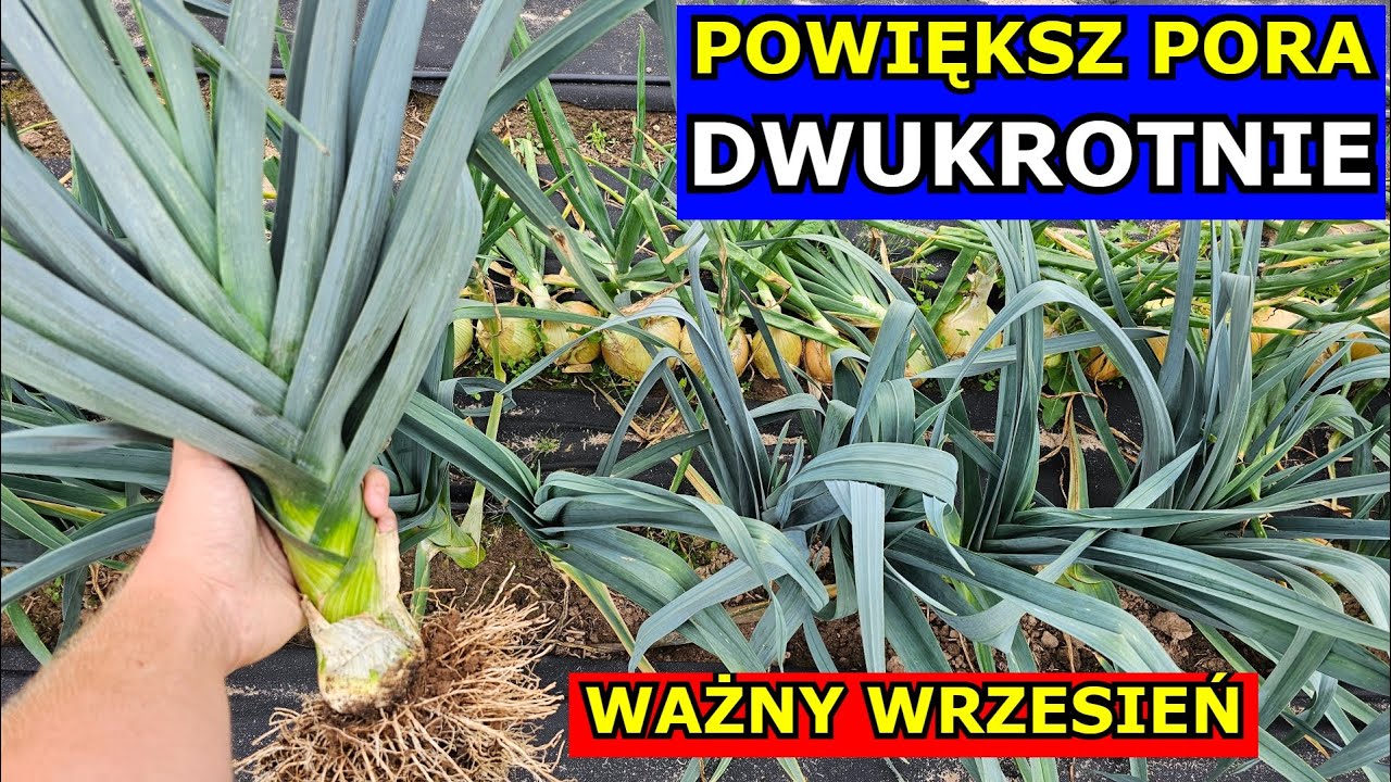 Chcesz mieć DUŻE PORY, Wrześniowa Pielęgnacja. Nawożenie, Podlewanie, Cięcie, Uprawa Pora W PRAKTYCE