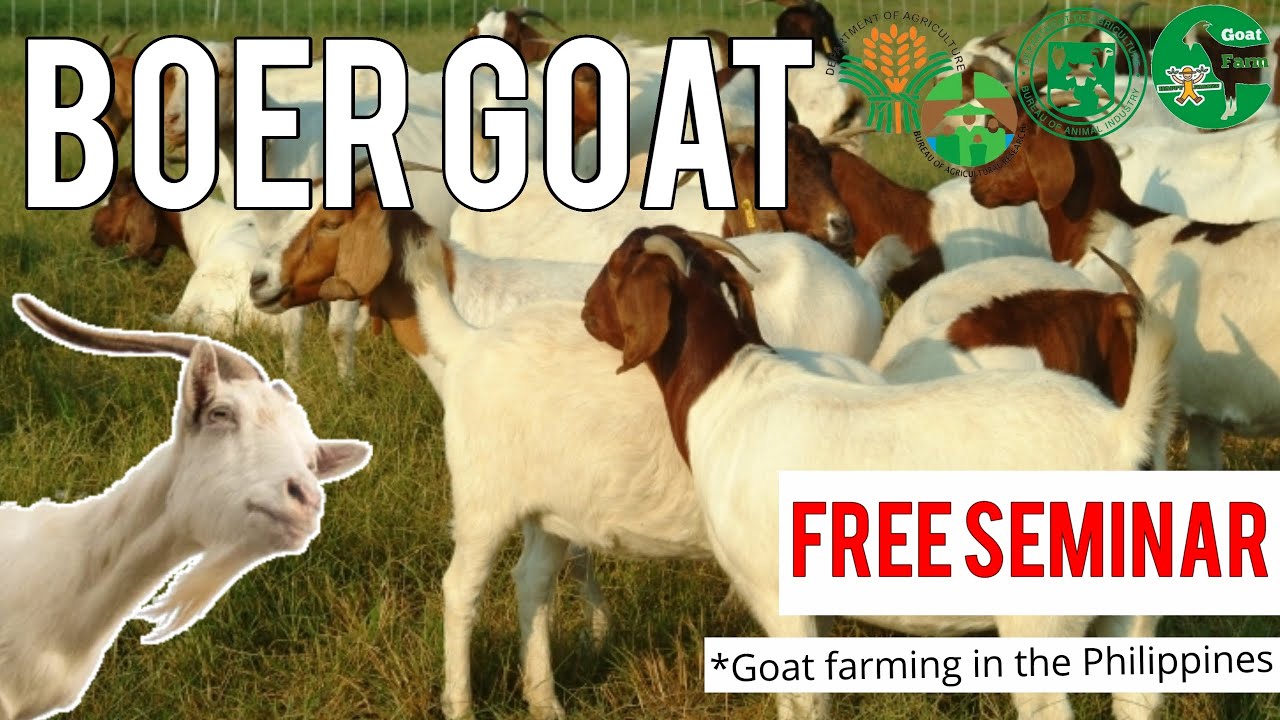 Seminar for Goat Farming | Goat Farming in Philippines | Boer goat farming Philippines Happy Farmer