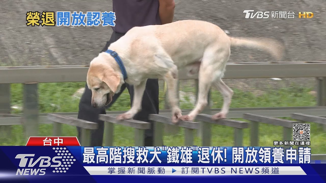 最高階搜救犬「鐵雄」退休! 開放領養申請｜TVBS新聞 @TVBSNEWS01