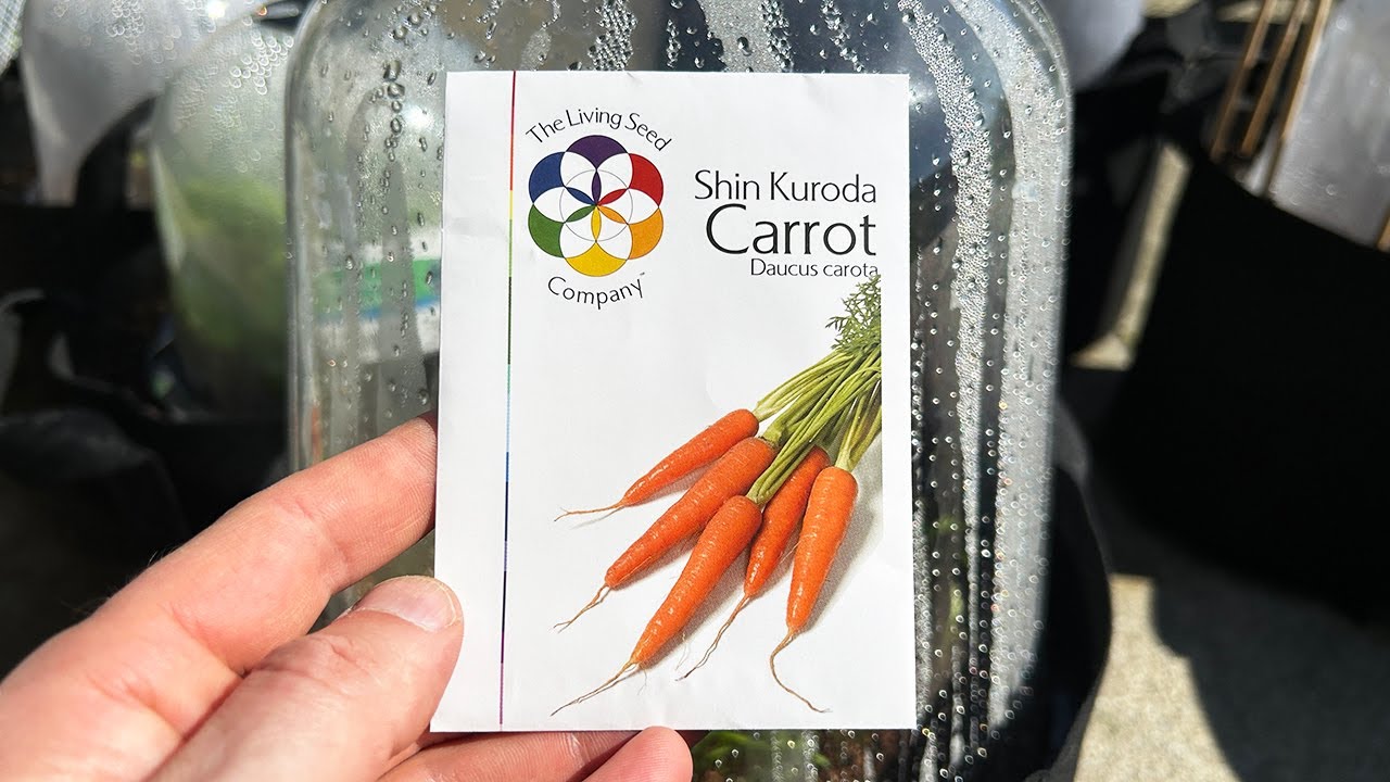 Garden Clotche Growing | Shin Kuroda Carrots In Grow Bags