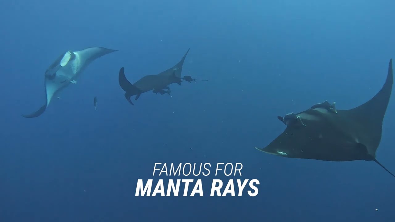 Revillagigedo Islands: an unforgettable LiveAboard adventure | SunRider Tours
