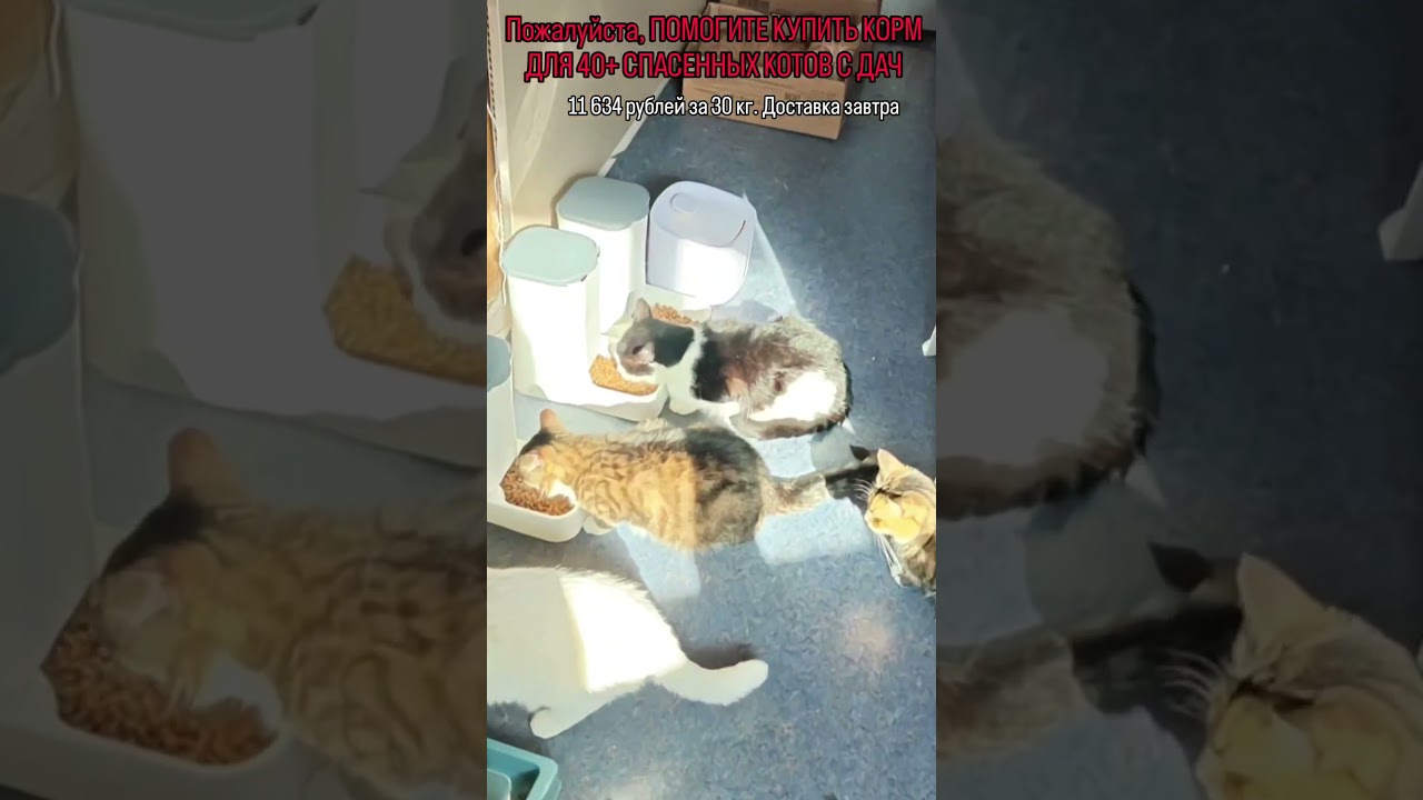 Для помощи СБ 5336 6901 6946 5830 или активная ссылка в описании профиля #cat #помощьбездомным