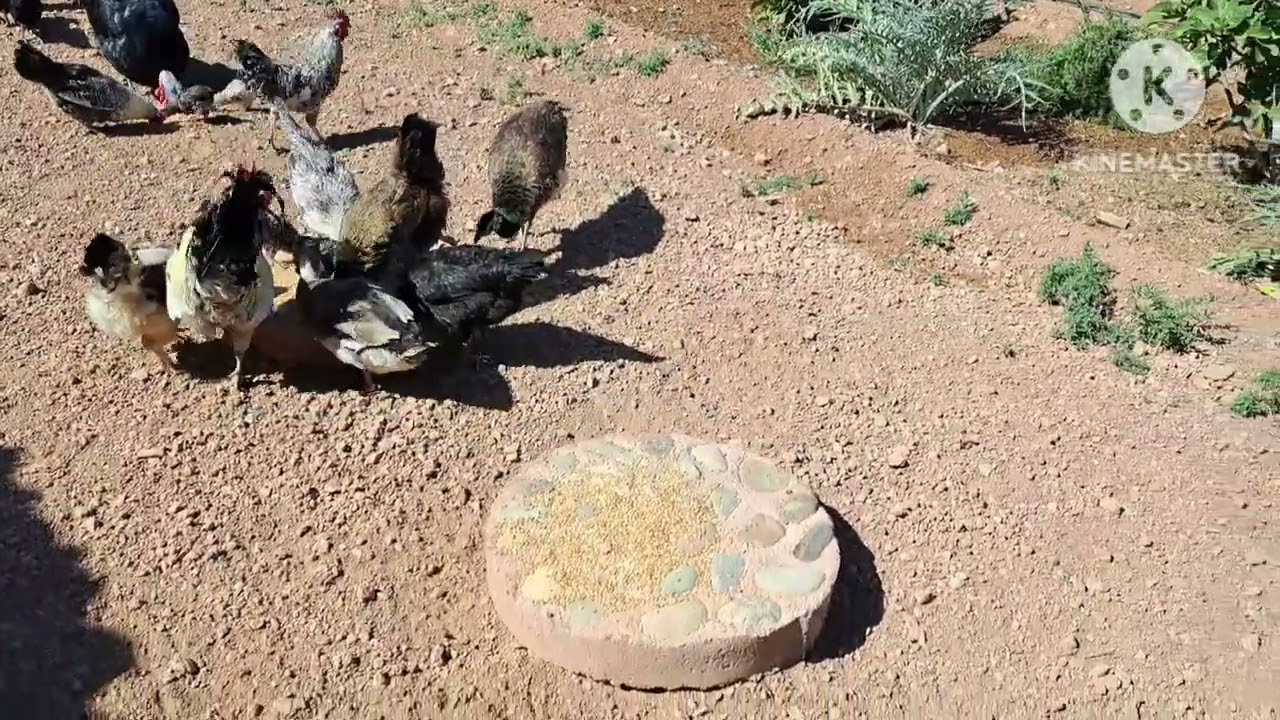 الكتاكيت دارو بلاصتهم .  #permaculturemaroc #nature #permaculture #farming