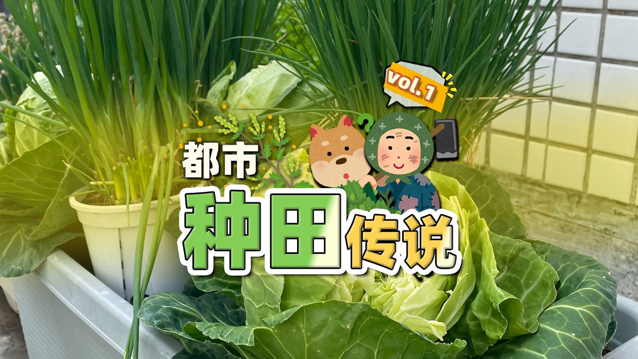 🏕都市种田传说 vol.1：家庭园艺的尽头是没有负面情绪的恼羞成怒？｜阳台种菜入门教程 / 种田文 / 怎么在家自己种卷心菜 / 家庭菜园规划 / 在天台露台阳台玄关种盆栽植物 / 卷心菜有虫子怎么办