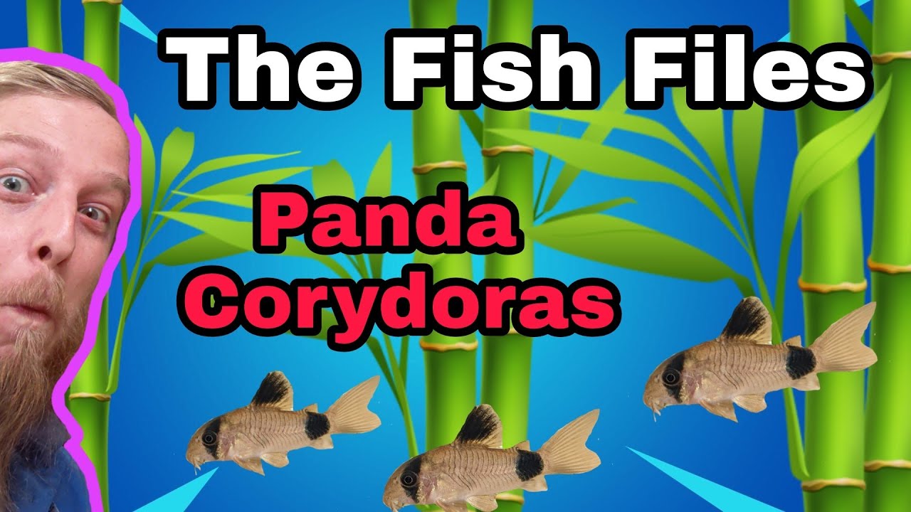 PANDA CORYDORAS. Everything you need to know! Complete care guide.