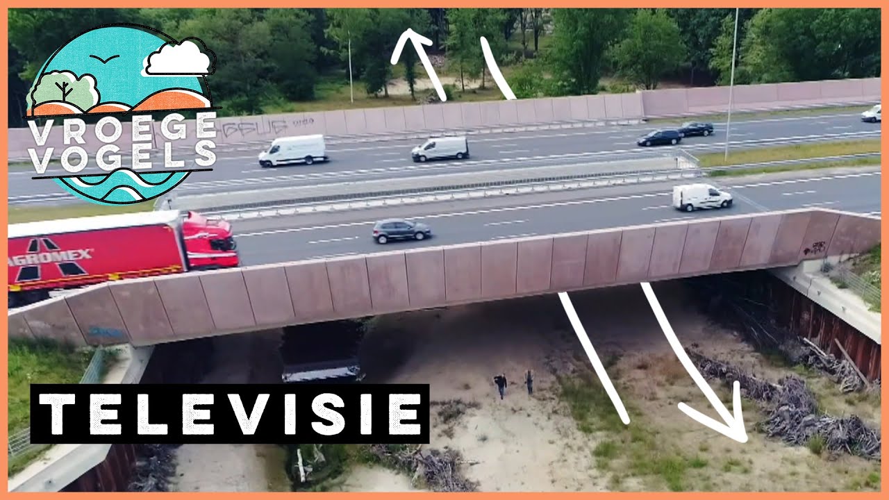 Hoe dieren snelwegen overbruggen | TV | Vroege Vogels