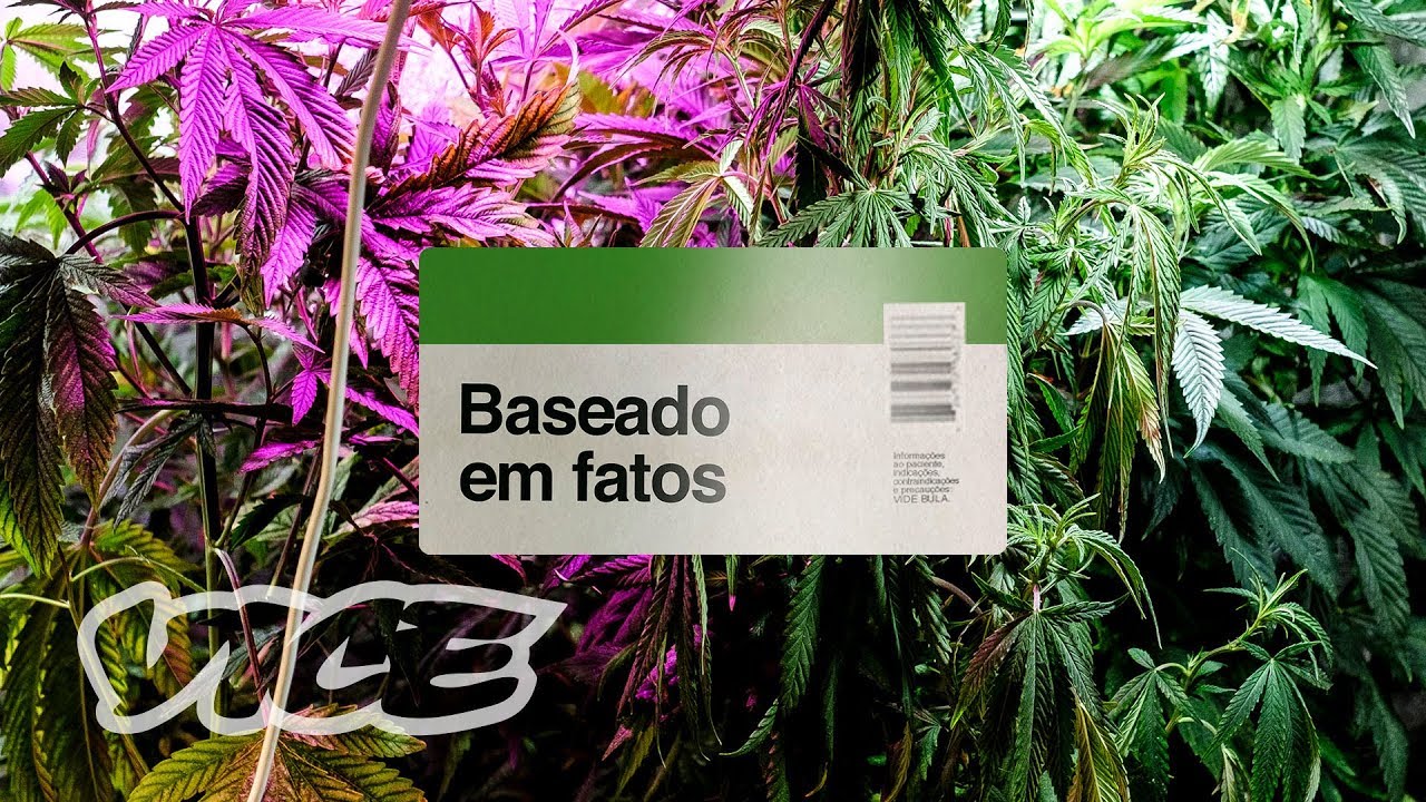 Baseado em Fatos: a legaliza&ccedil;&atilde;o da Cannabis no Brasil