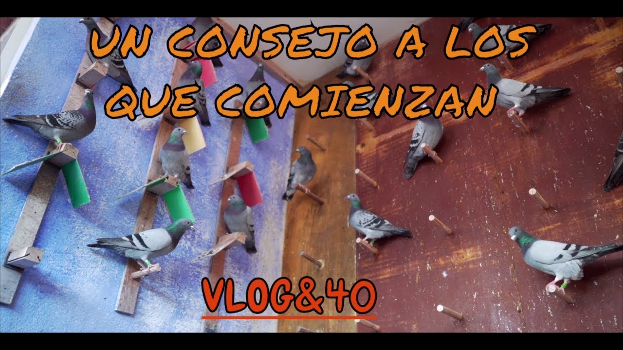 Palomas mensajeras.✅ Un CONSEJO a los que empiezan.🐦