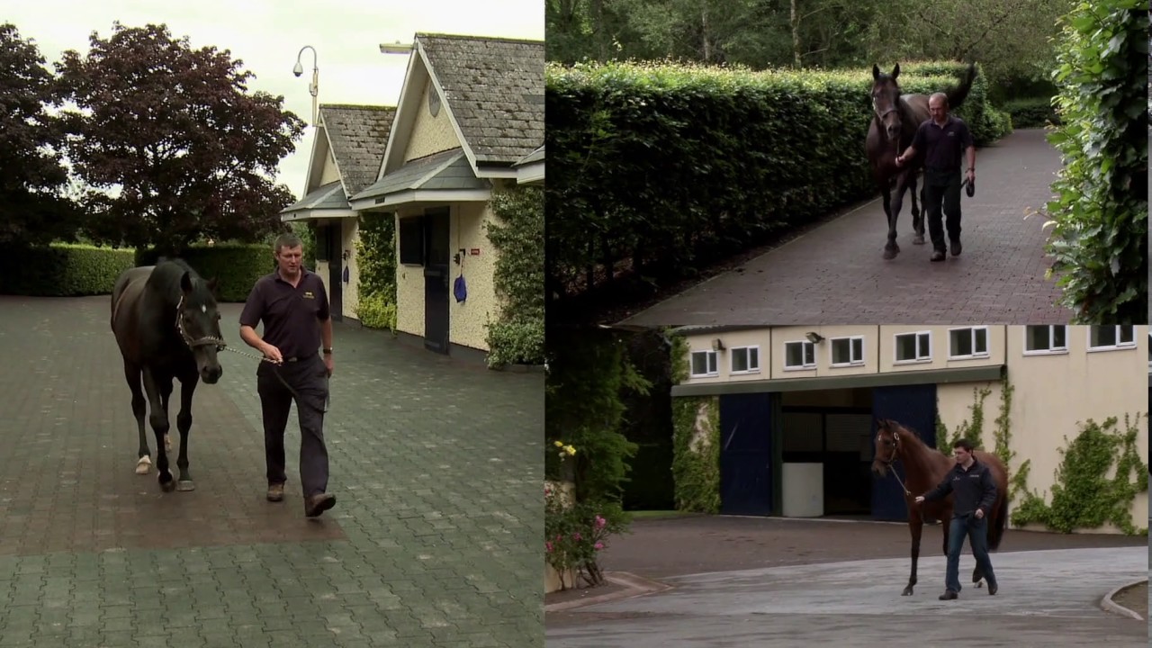 Behind The Gates Series - Stallions’ Daily Routine