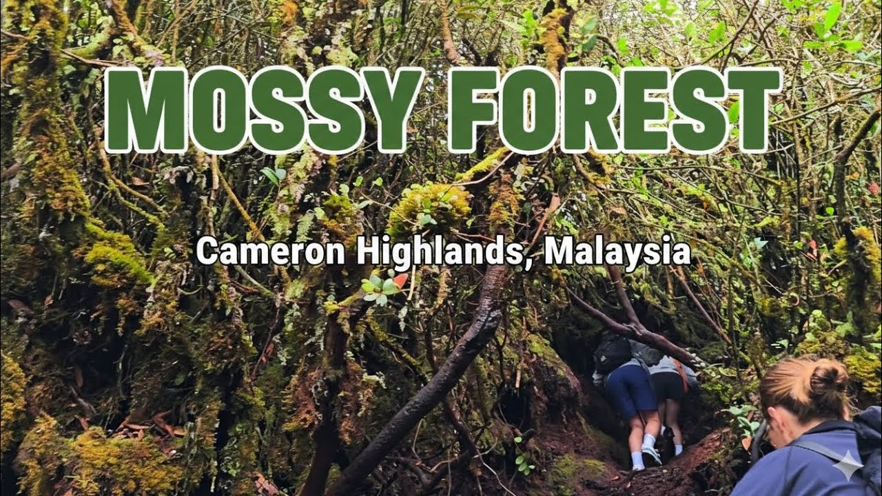 Cameron Highlands Mossy Forest Hiking Experience | December Holiday 2025 #cameron #mossyforest #kl 