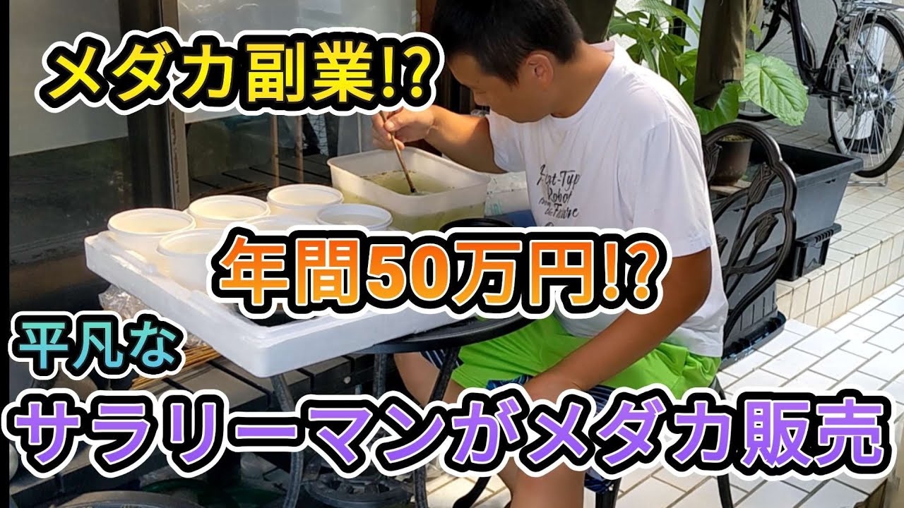 メダカ副業!?5万円売り上げるサラリーマン
