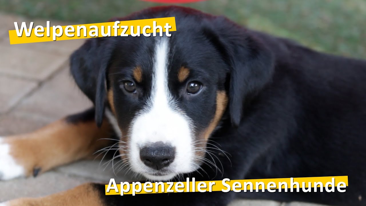 WauTV - Appenzeller Sennenhunde Welpen Aufzucht