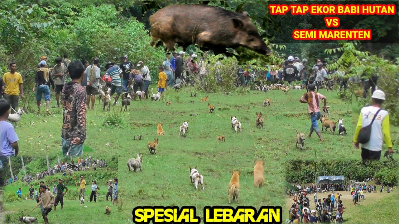 VIRAL ‼️RAJA BABI HUTAN JADI TAK BERDAYA DISERBU RATUSAN EKOR ANJING PEMBURU (WILD PIG HUNTING)