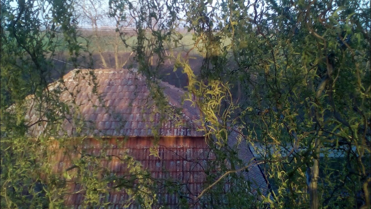 Fa&aacute;pol&aacute;s-H&aacute;zm&eacute;retű f&aacute;k karbantart&aacute;sa