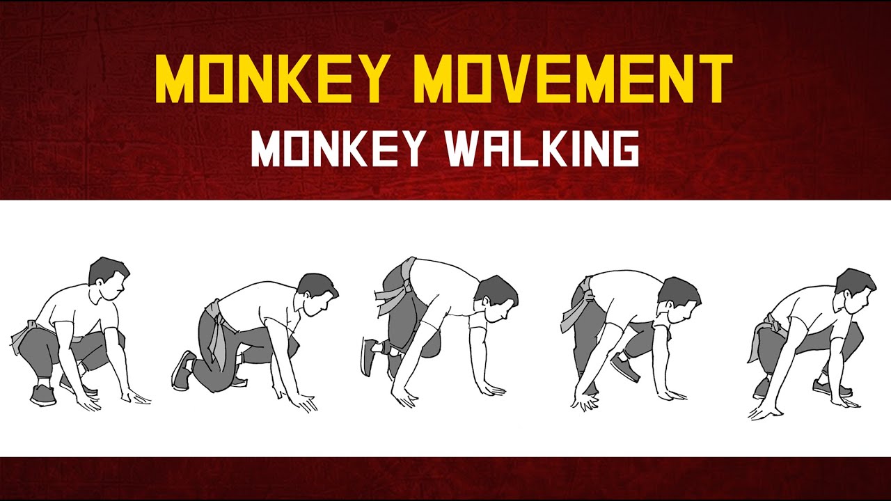 🐒Kung Fu Monkey Movement - Monkey Walking 🐵