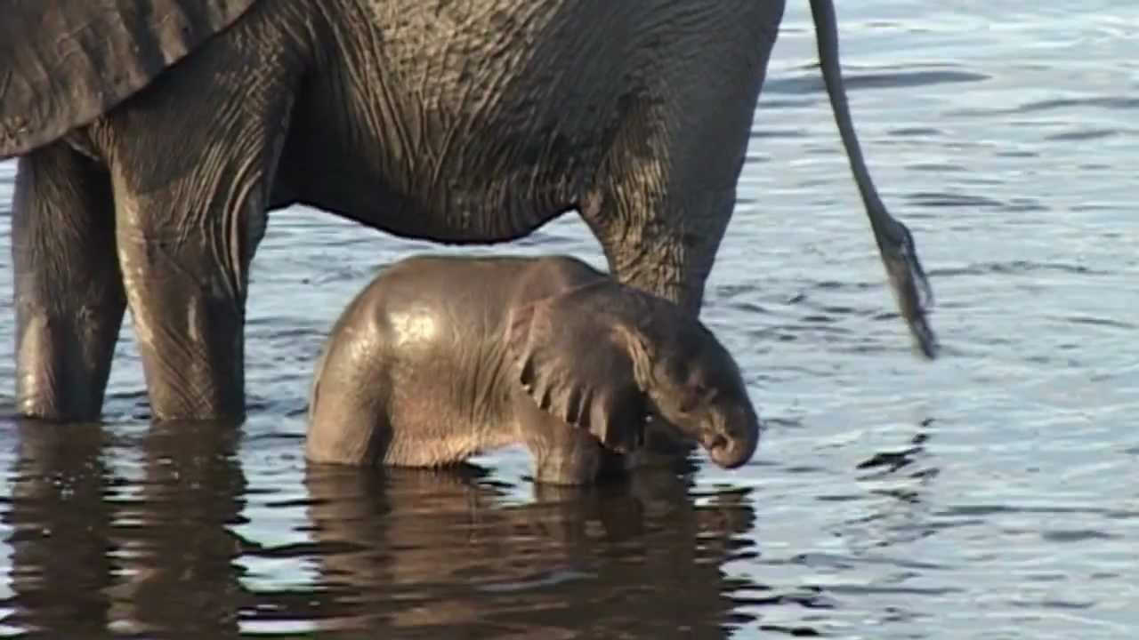 Baby elephant learns to use his trunk