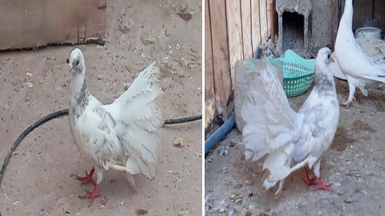يوم جديد مع لحمام😍😍 وتولع جديد 🤩🤩🤩