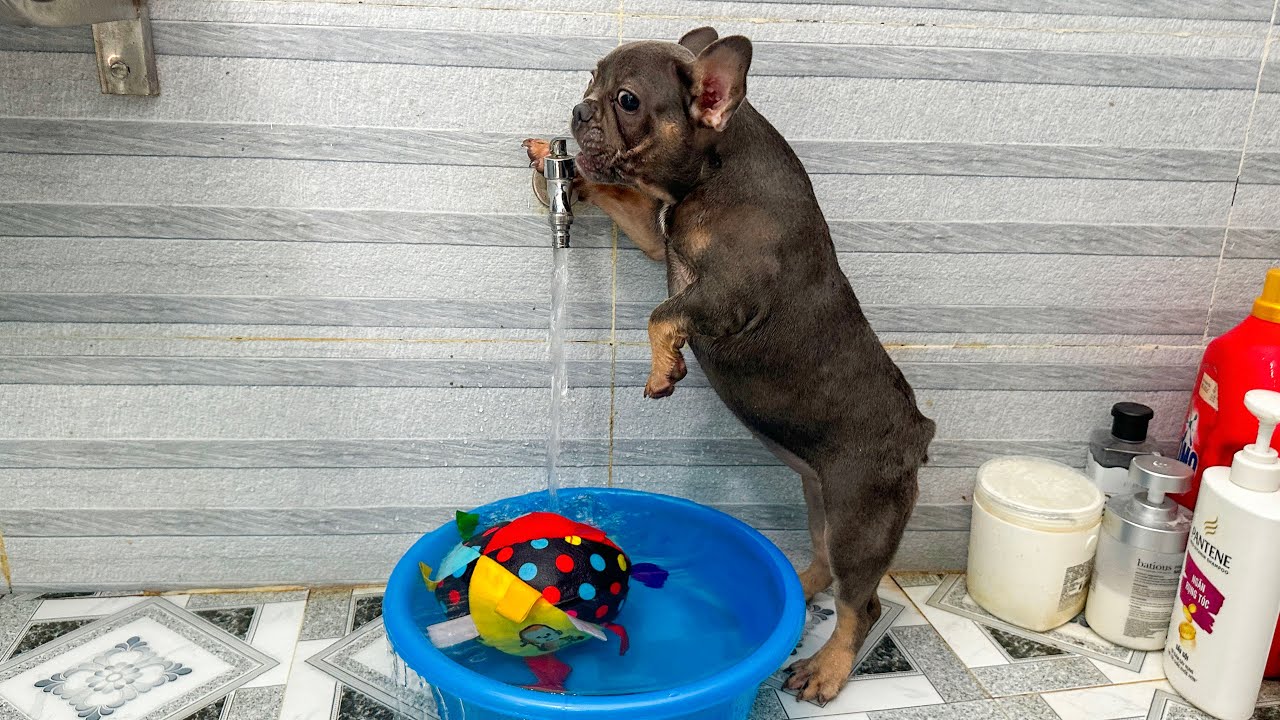 Smart Mun Dog takes toys to the laundry | Funny Dog Video