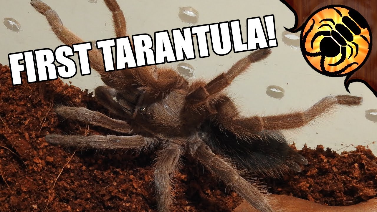 MY FIRST TARANTULA - Unboxing