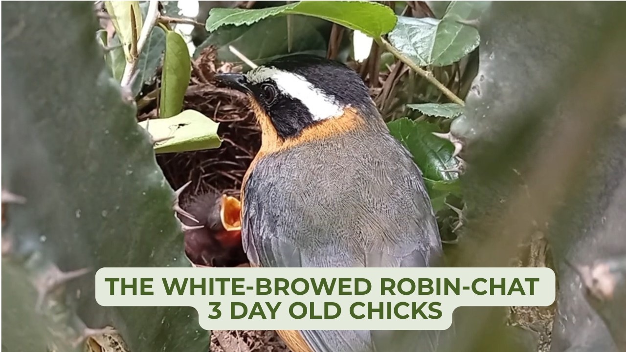 Day 3 of Our White-Browed Robin-Chat Chicks &ndash; Growing Fluffier Every Hour! | Daily Nest Series #5