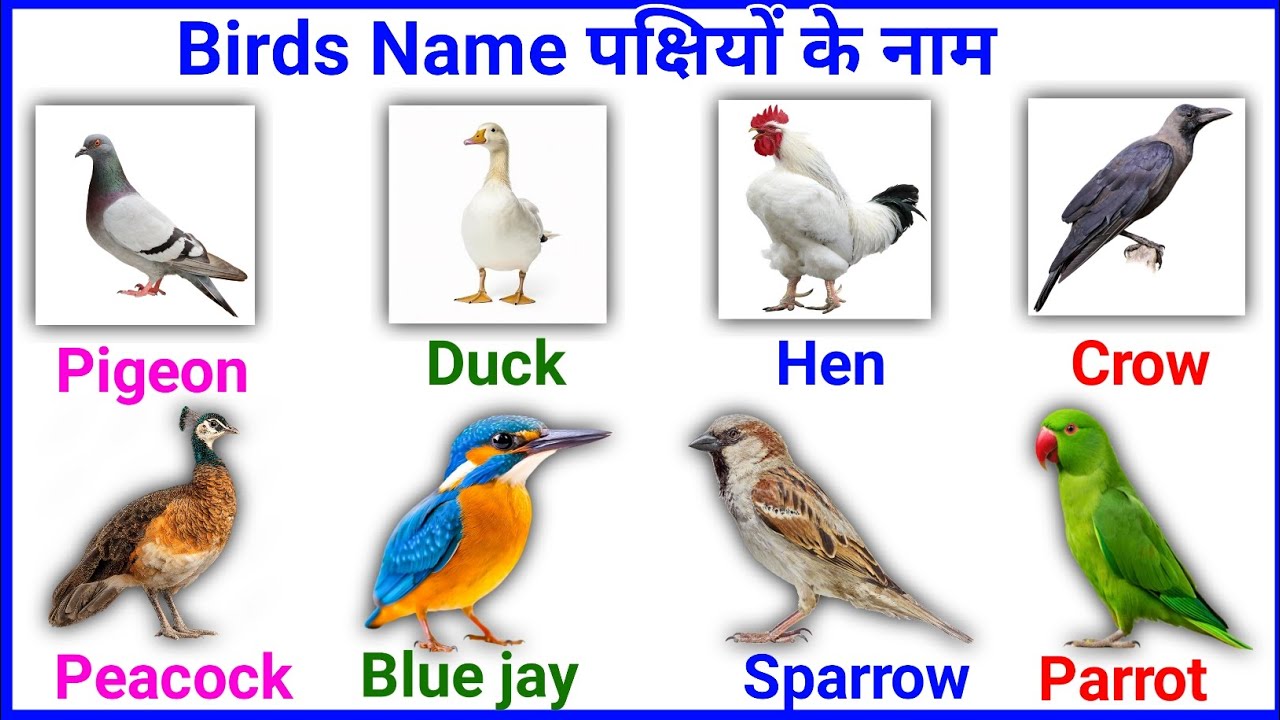 20 Birds Name in Hindi and English | पक्षियों के नाम | Birds Name | Hindi and English Vocabulary |