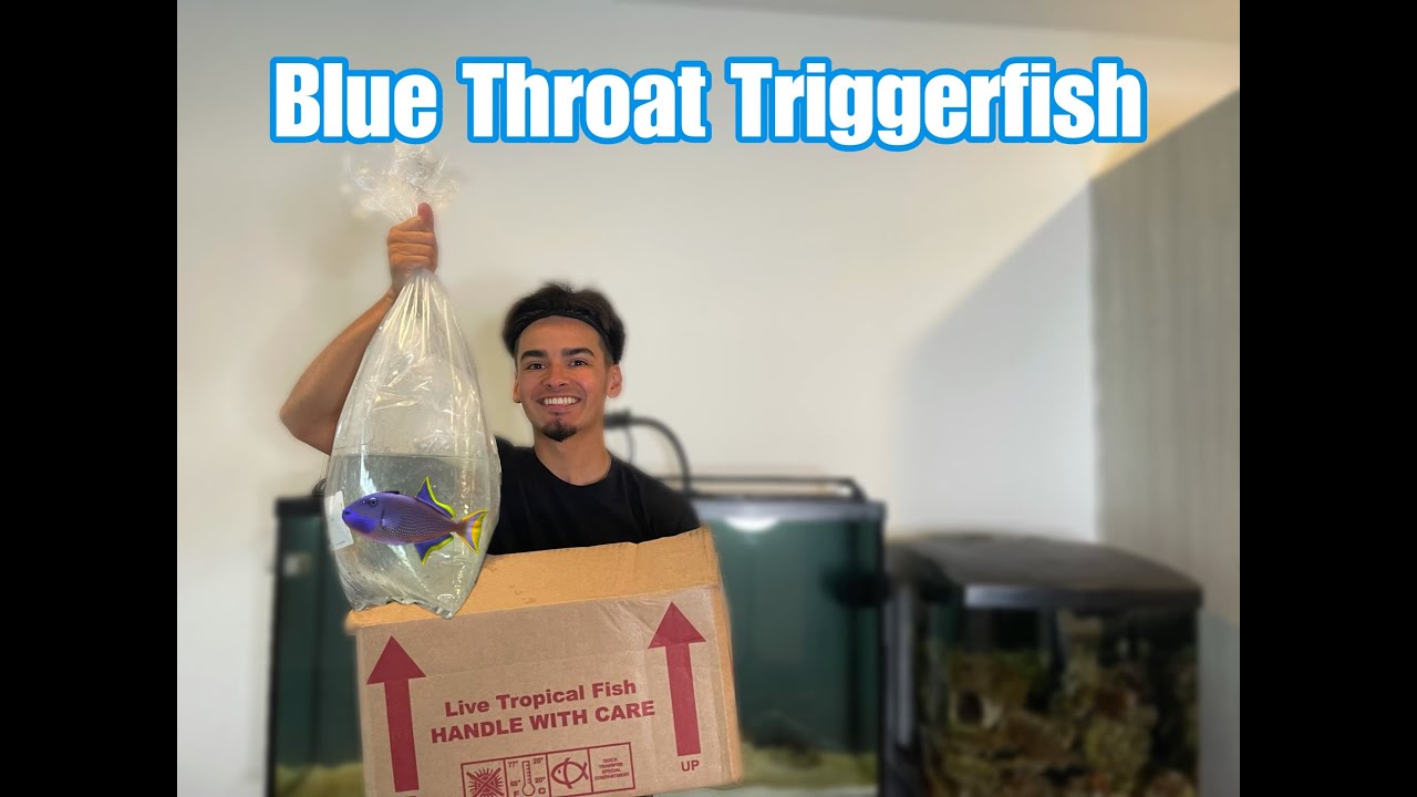 Buying a Blue Throat Triggerfish
