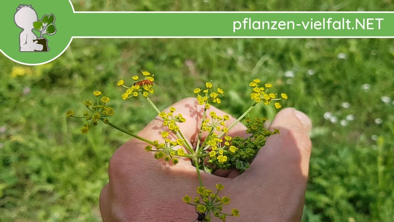 Pastinak/Pastinake - Ganze Pflanze - 09.07.18 (Pastinaca sativa) - Essbare Wildkräuter bestimmen