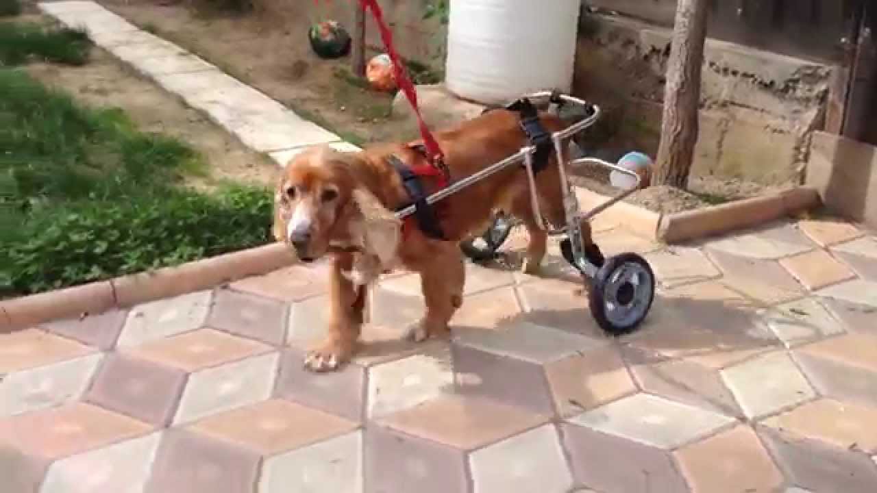 Carucioare pentru caini by www protezeveterinare ro