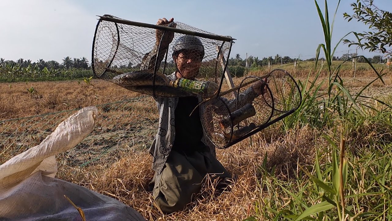 Quá Trí Lẽ Hôm Nay Dính Toàn Cá Lóc Khủng Xem Mà Ghiền.