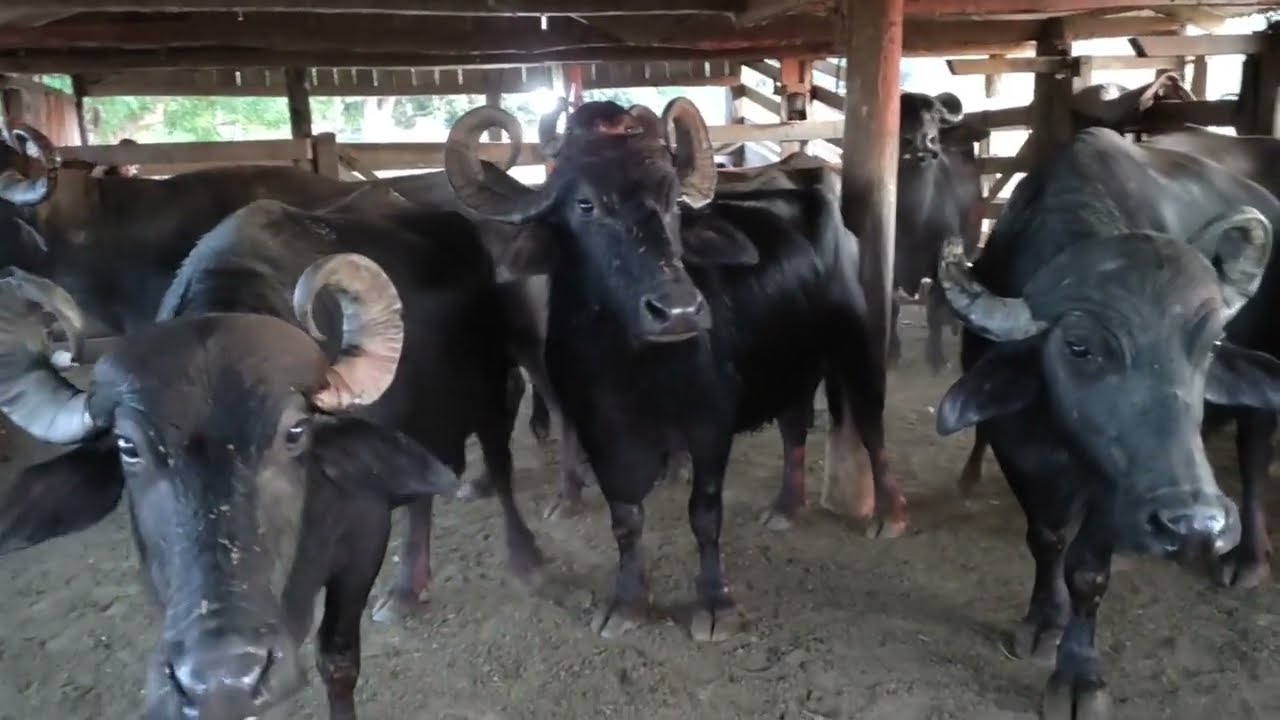 CONHEÇA UMA FAZENDA DE CRIAÇÃO DE BÚFALOS EM RONDÔNIA. VEJA COMO TIRAR E VENDER LEITE DE BÚFULA.