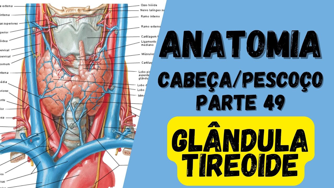 🔴👉 Glândula TIREOIDE - Anatomia CABEÇA e PESCOÇO - Nervos  - crânio