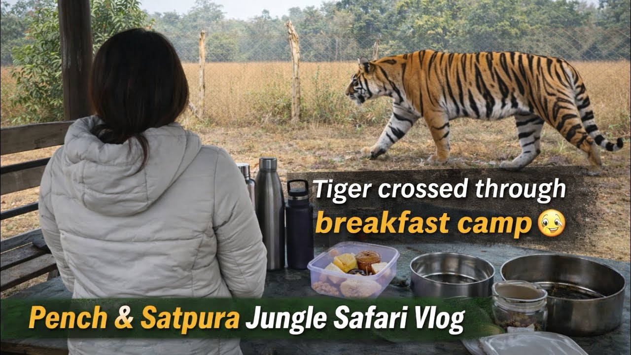 Tiger Crossed Our Breakfast Camp | Pench & Satpura Jungle Safari Vlog
