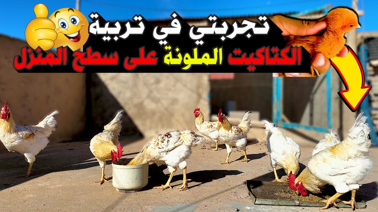 هل تستحق التربية؟🤔  تجربتي في تربية الكتاكيت الملونة على السطح 🐤 الفلوس ديال درهم (فلوس الهيبي) 💯🐥