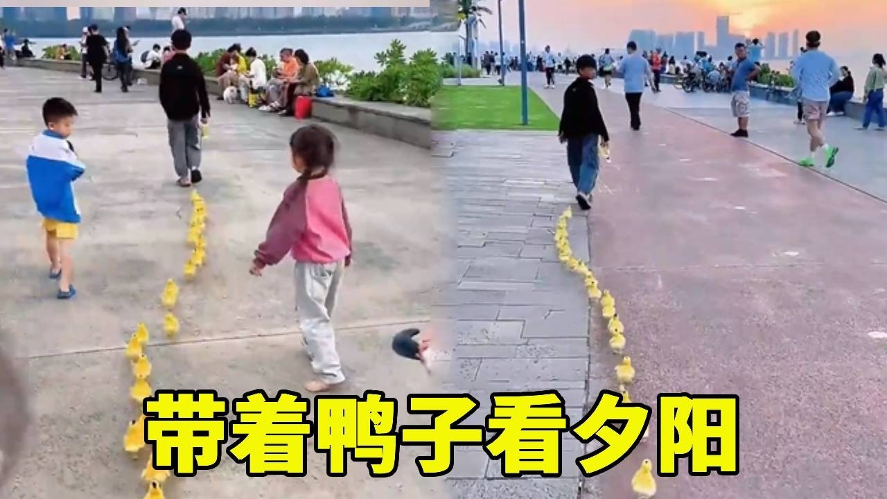 带鸭子看夕阳 ，小鸭子却差点回不来！ #快乐的童年 #遛鸭子的小孩哥 #童年的乐趣