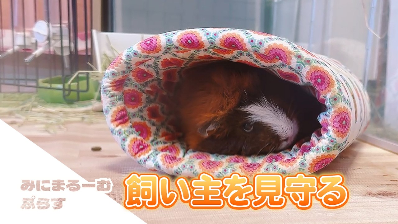 【モルモット】心配してくれてる？|ペットVlog・かわいい動物の日常