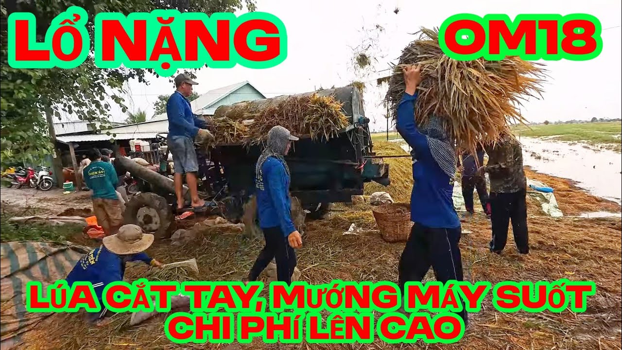 Nông dân lổ nặng khi thu hoạch lúa cắt bằng tay , mưa liên tục khiến lúa bị ngập