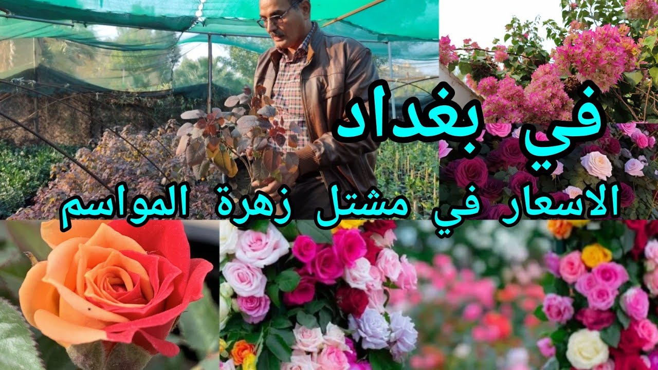 مشتل زهرة المواسم في العراق 🇮🇶 بغداد منطقة صدر القناة إنتاج عراقي 100% و بأنسب الأسعار