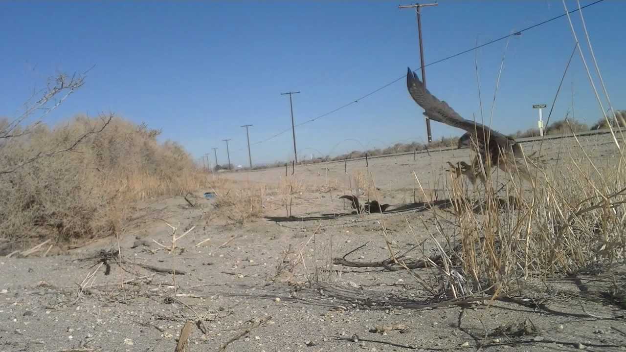 Elite Falconry Trapping Prairie Falcon w/ Ring Padam