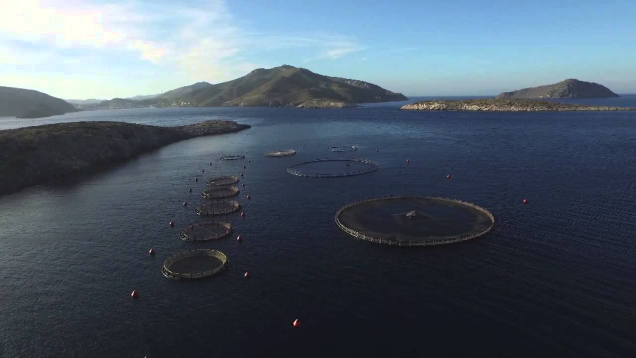 Markellos Fish Farm |  Leros, Greece